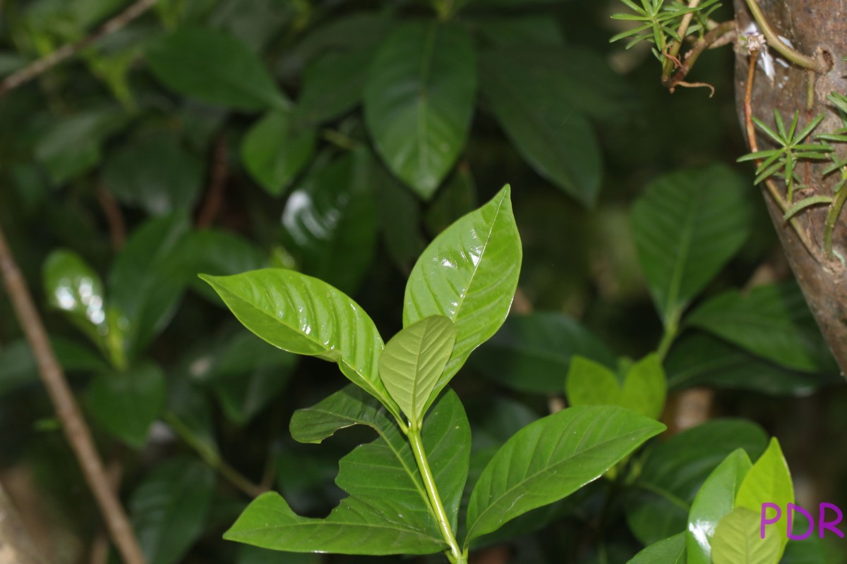 Gardenia jasminoides J.Ellis